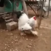 gallos & gallinas 24
