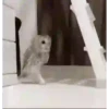 Pequeños búhos 22