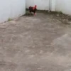 gallos & gallinas 25