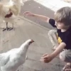 gallos & gallinas 26