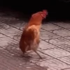 gallos & gallinas 27
