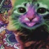 Gatinhos loucos 1 28