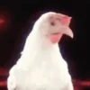 gallos & gallinas 28