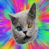 Gatitos Locos 2 29