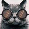 Gatitos Locos 2 30