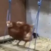 gallos & gallinas 30