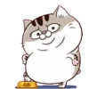 Cats1 29