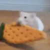 Ratas Ratitas Ratosas 5