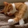 Gatitos2 Mov 5