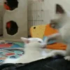 Gatitos2 Mov 6