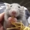 Ratas Ratitas Ratosas 9
