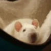 Ratas Ratitas Ratosas 10