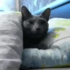 Gatitos2 Mov 7