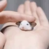 Ratas Ratitas Ratosas 13