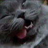 Gatitos2 Mov 8