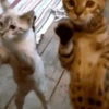Gatitos2 Mov 9