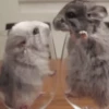 Ratas Ratitas Ratosas 14