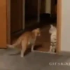 Gatitos2 Mov 10