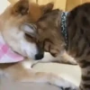 Gatitos2 Mov 11