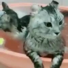 Gatitos2 Mov 12
