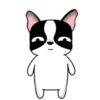 Lovely rich dog 8