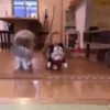 Gatitos2 Mov 14
