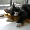Gatitos2 Mov 16
