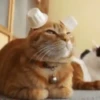 Gatitos2 Mov 17