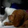 Gatitos2 Mov 18