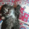 Gatitos2 Mov 19