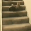 Gatitos2 Mov 20