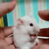 Ratas Ratitas Ratosas 20