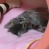 Gatitos2 Mov 21