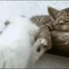 Gatitos2 Mov 22