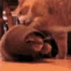 Gatitos2 Mov 23