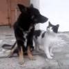 Gatitos2 Mov 24