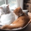 Gatitos2 Mov 25