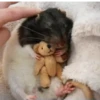 Ratas Ratitas Ratosas 25