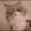 Gatitos2 Mov 26