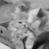 Gatitos2 Mov 27