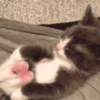 Gatitos2 Mov 29