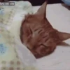Gatitos2 Mov 30