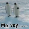 Pingüinos❦1 Movi 16