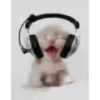 MUSICA 10