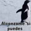 Pingüinos❦1 Movi 17