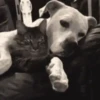 Dogs and cats 1 2