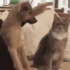 Dogs and cats 1 3
