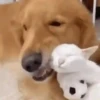 Dogs and cats 1 4