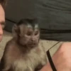 George el mono Mov 7