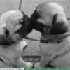 Besos ,Abrazos Mov 5